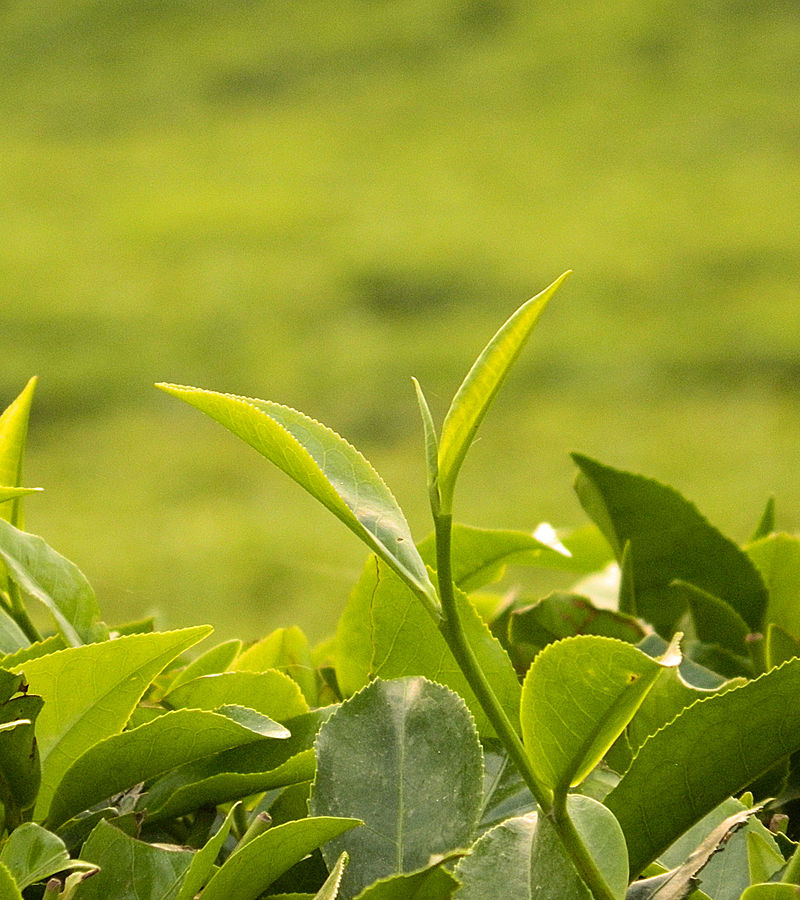 Darjeeling Tea