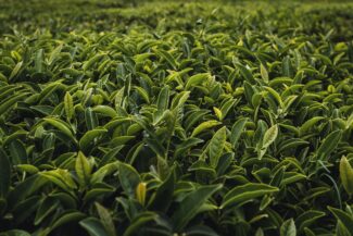 tea farm