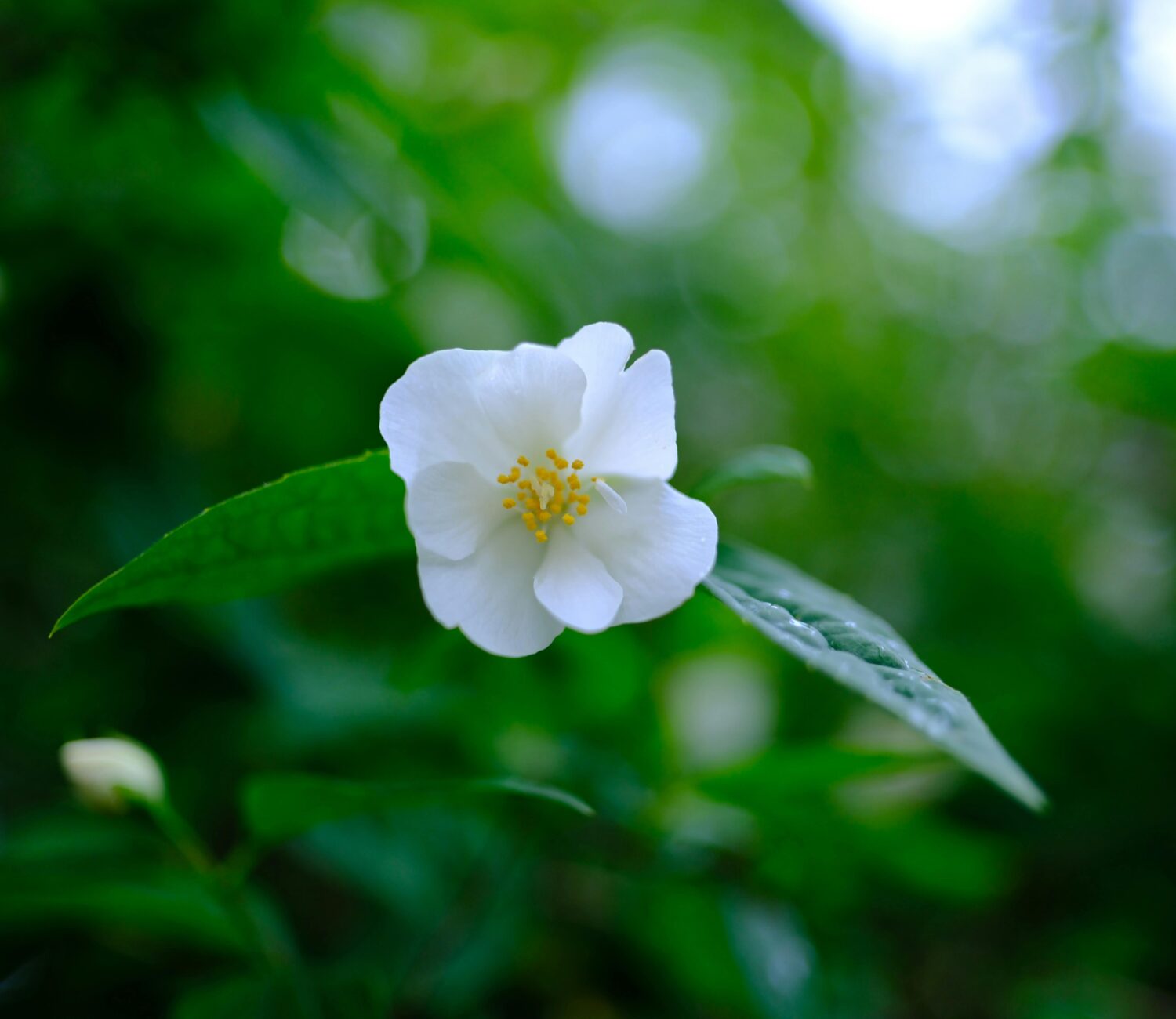 jasmine flowers for jasmine tea