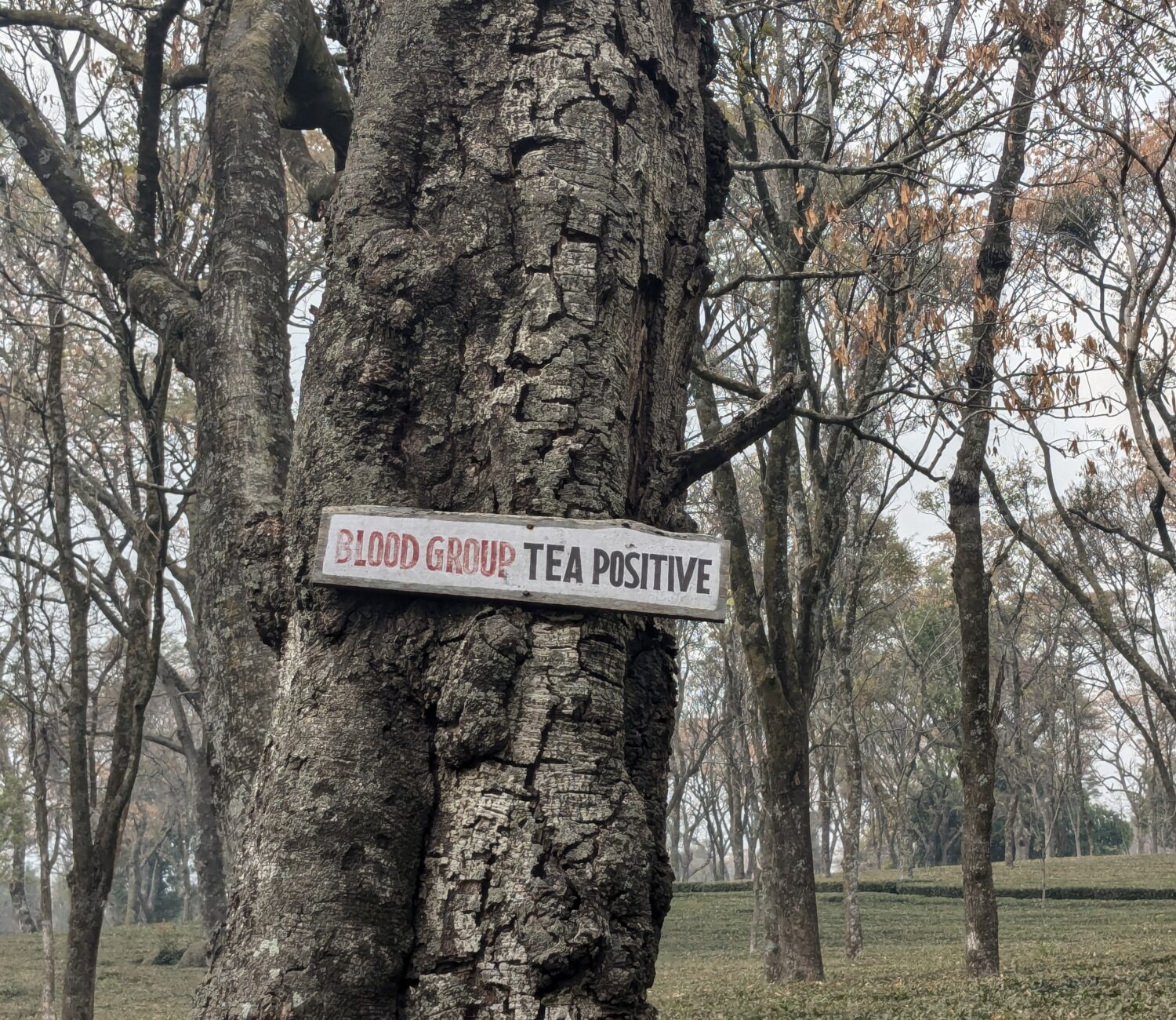 PXL 20250129 064033208