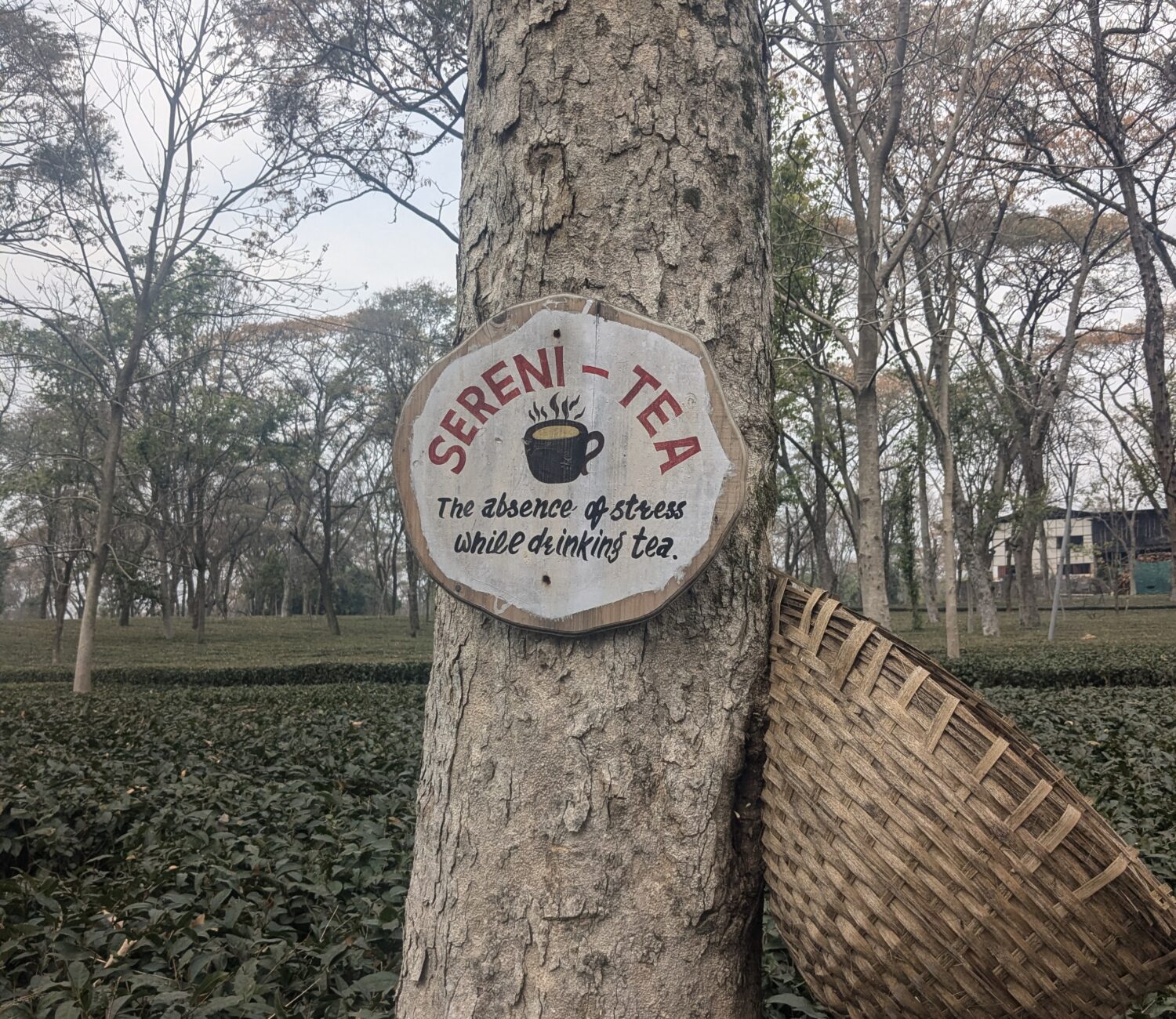 PXL 20250129 064133381