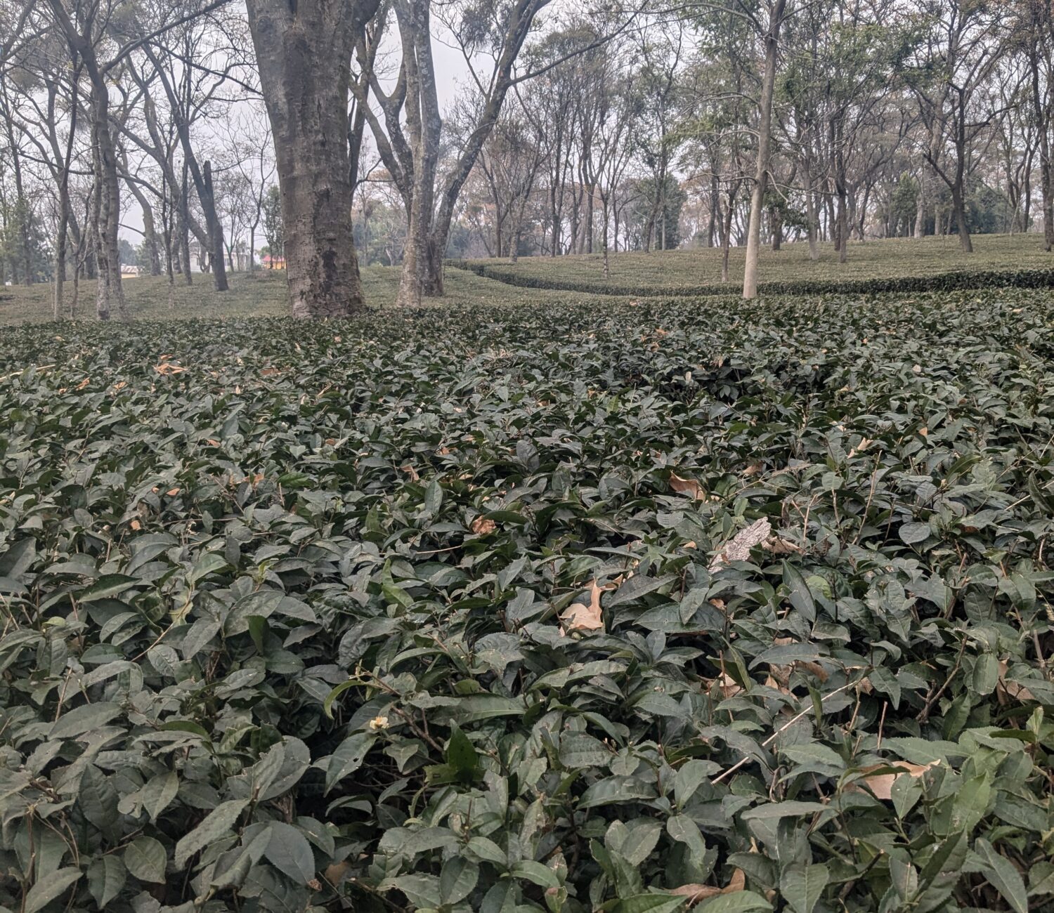 PXL 20250129 064139242