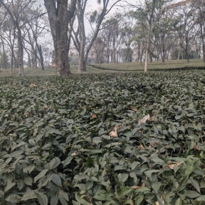My Visit to a Tea Estate in Palampur