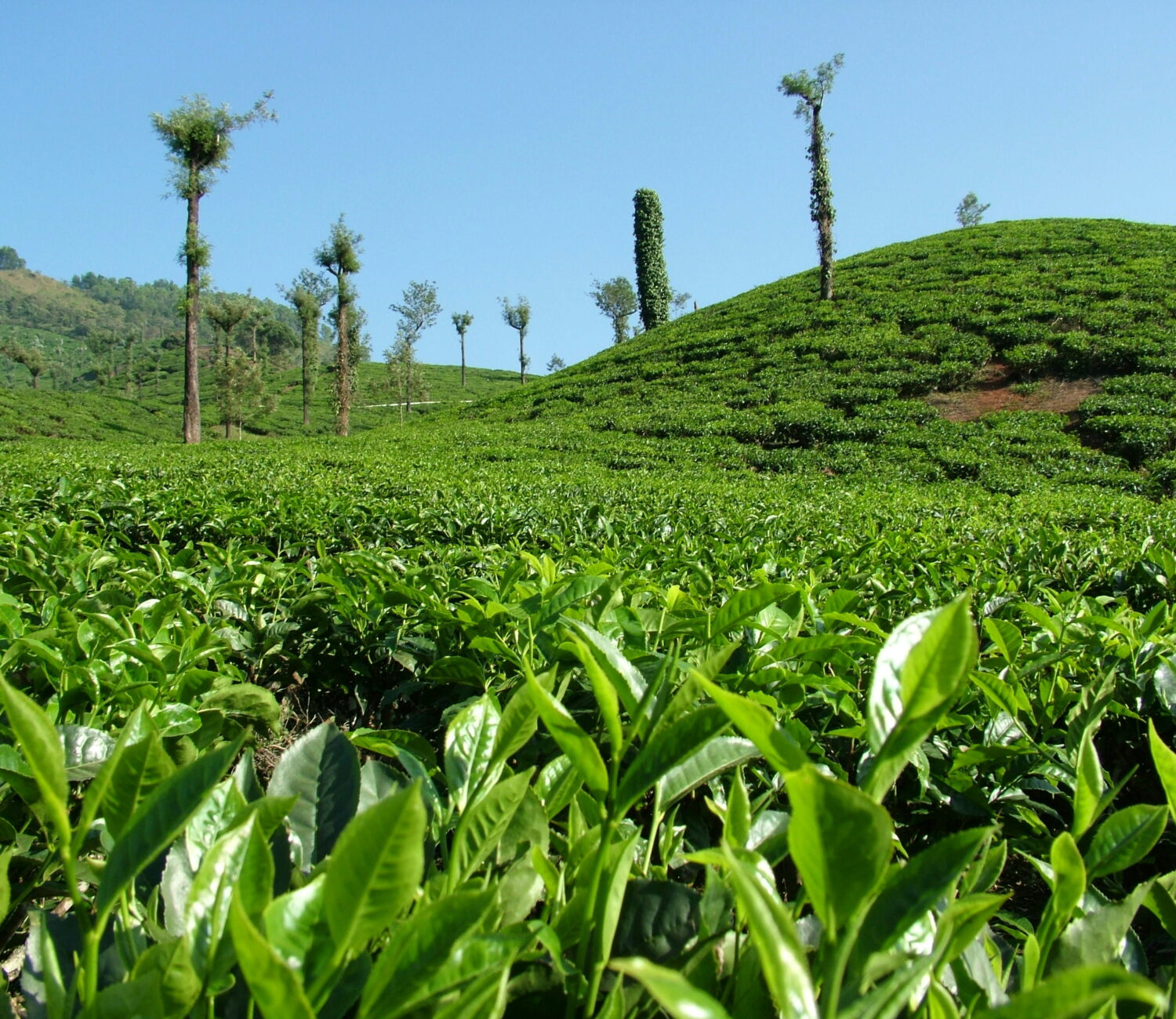 darjeeling tea