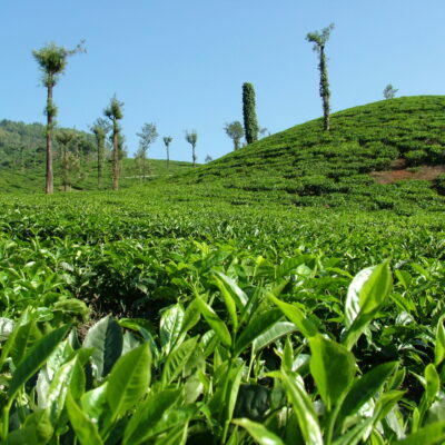 Tea Growing Regions of India and What Makes Each One Unique