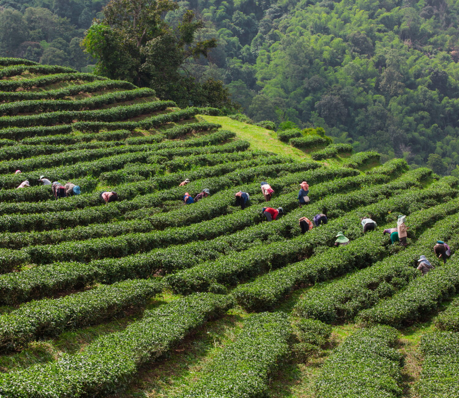 indian tea garden and tea estate