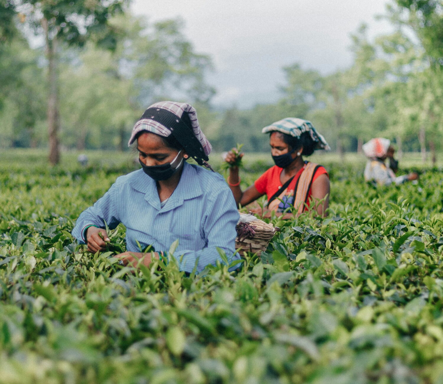 workers working in tea garden tea estate